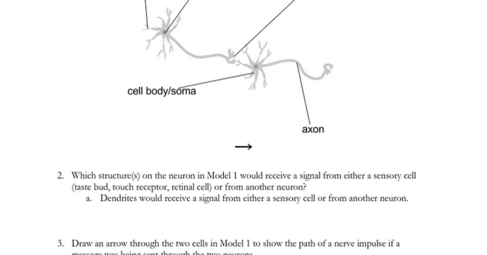 Neuron structure worksheet answers pogil