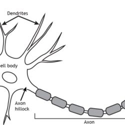 Neuron structure worksheet answers pogil