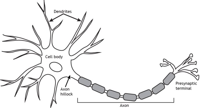 Neuron structure worksheet answers pogil