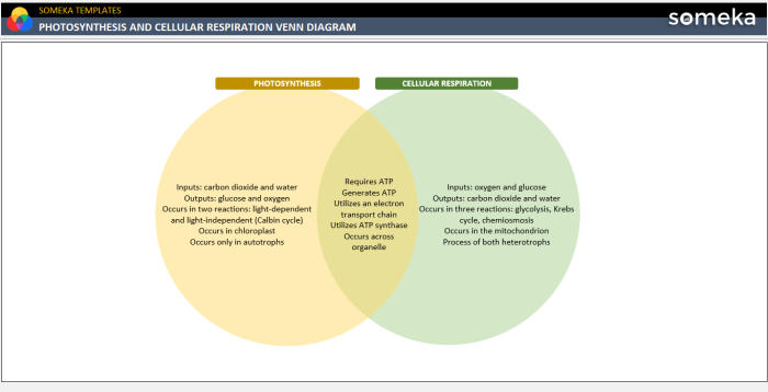 Venn diagram for photosynthesis and cellular respiration