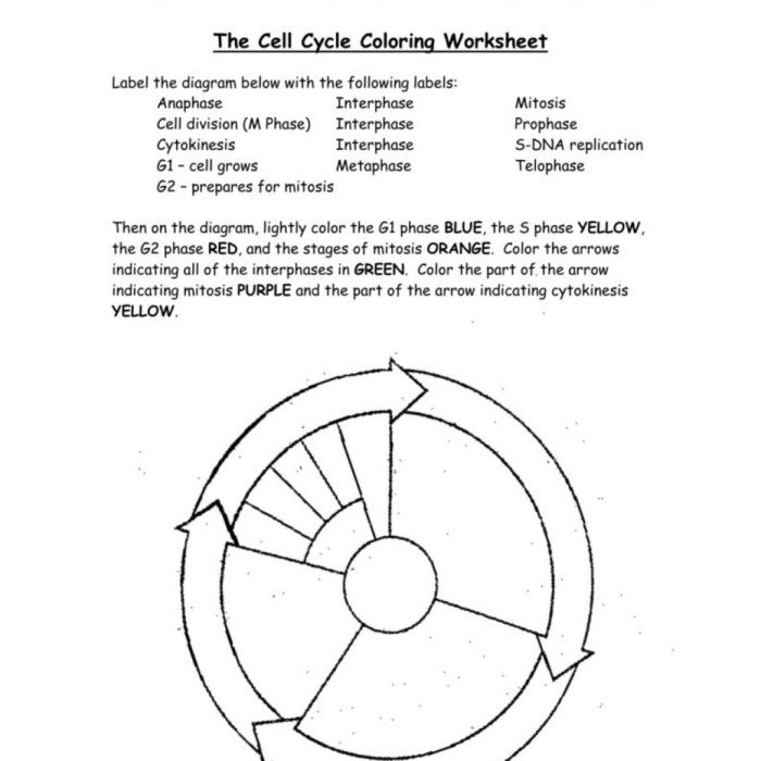 The cell cycle coloring worksheet answer key