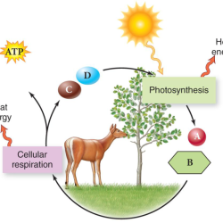 Venn diagram for photosynthesis and cellular respiration