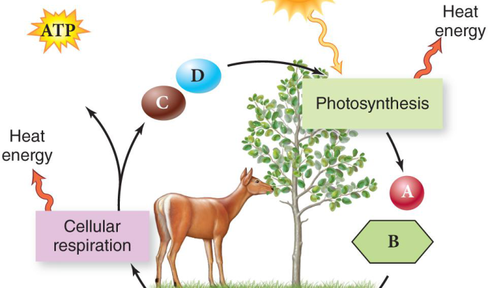 Venn diagram for photosynthesis and cellular respiration