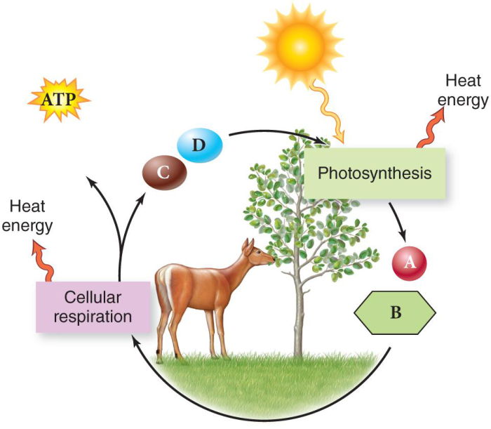 Venn diagram for photosynthesis and cellular respiration