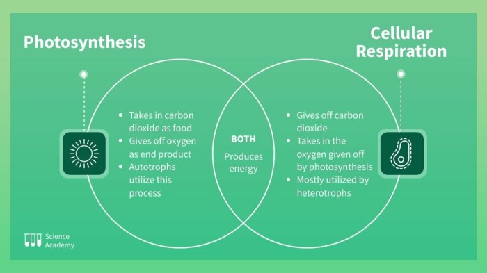 Venn diagram for photosynthesis and cellular respiration