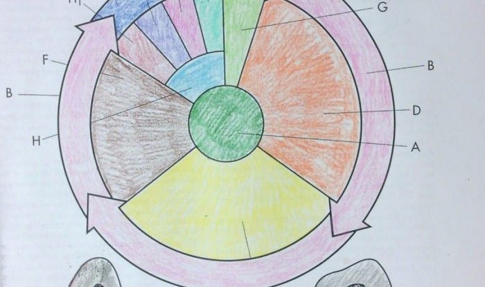 Cell cycle worksheet drawing coloring diagram paintingvalley sheet