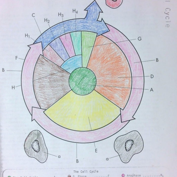 Cell cycle worksheet drawing coloring diagram paintingvalley sheet